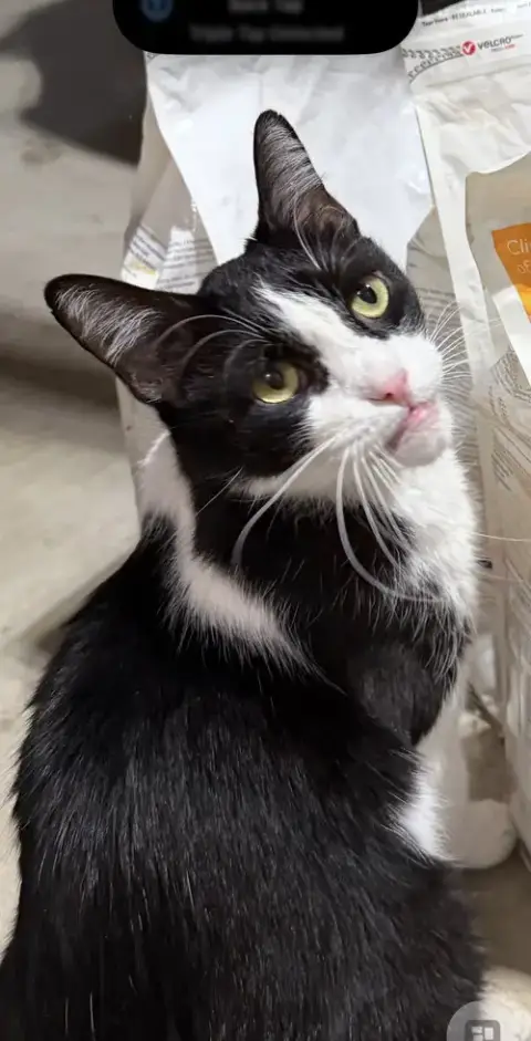 Catori photo 2