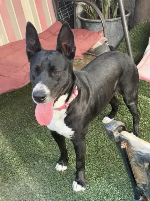 Rosita