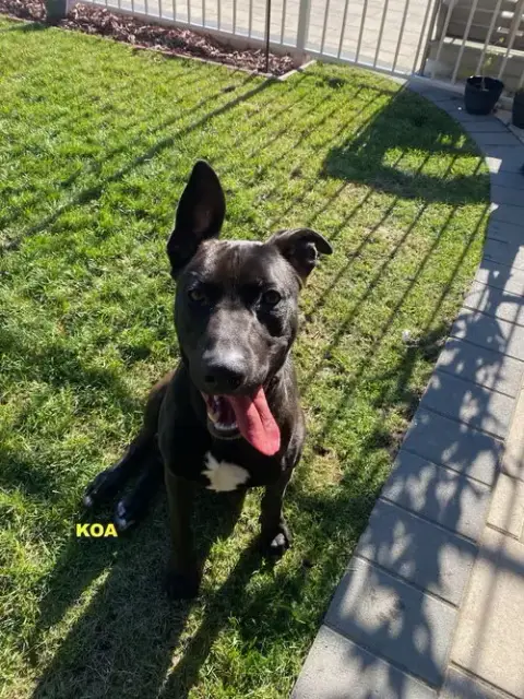 Koa photo 5