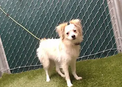 Astro