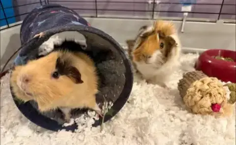Oscar And Grover photo 4