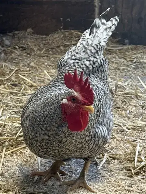Colonel Sanders