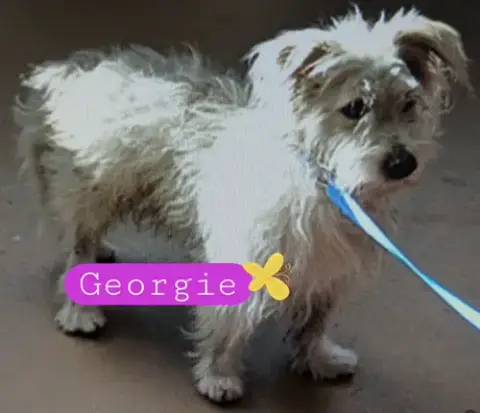 Georgie photo 2