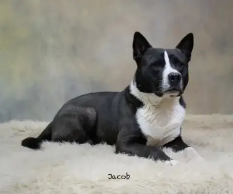 Jacob photo 2