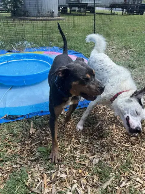 Tommy: Not At Shelter photo 5