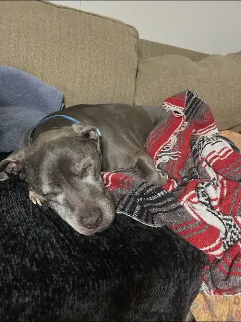 Dexter photo 4