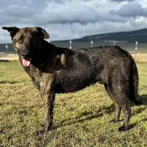 Mack