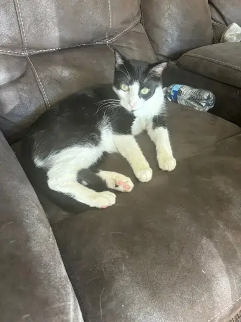 Willy