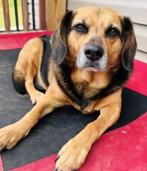 Harley