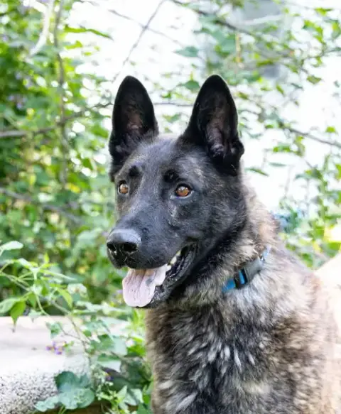 Capone photo 2