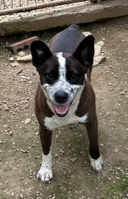 Benji photo 2