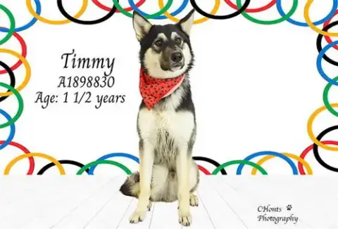 Timmy