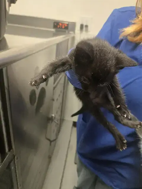 Baby Cat 1
