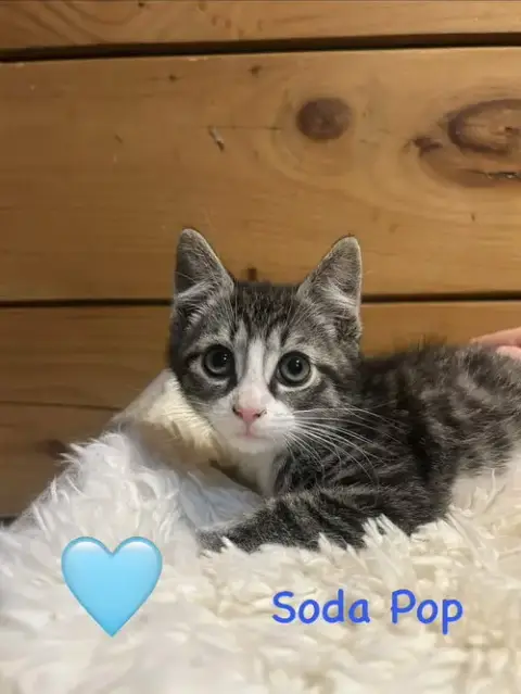 8 Kittens