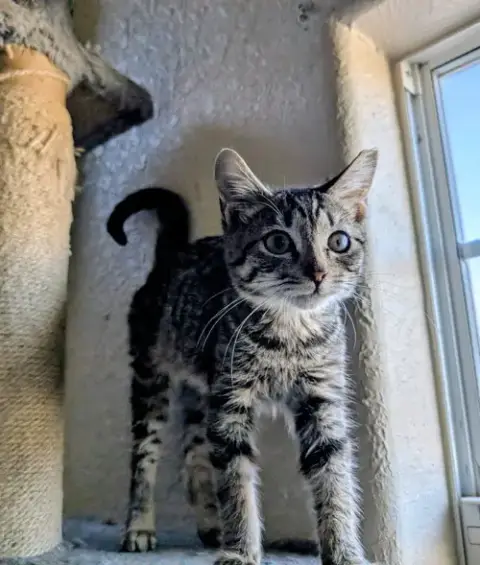 Mccloud