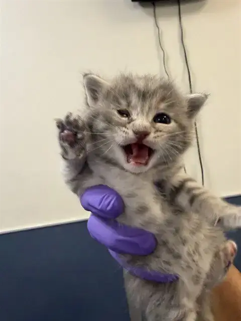 Gatito 2