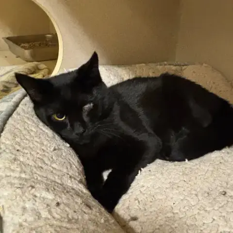 Squash