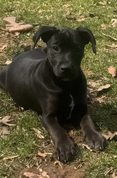 The Canine Coven “Queenie” In Foster photo 2