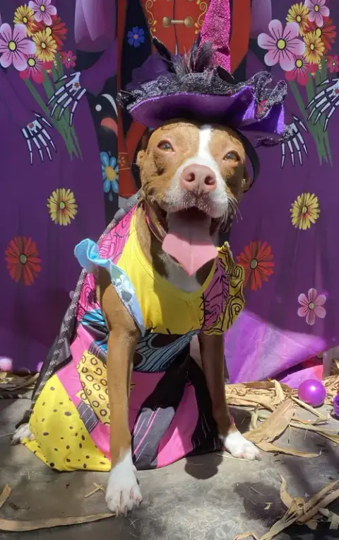 Courtesy Post: Roxy