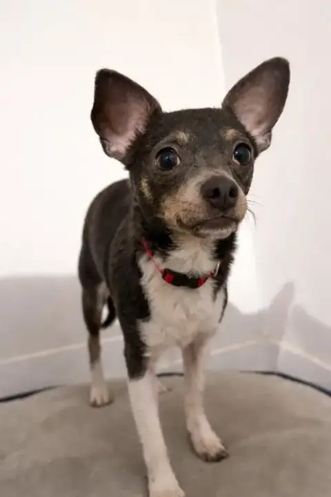 Georgie