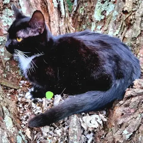 Pippa photo 3