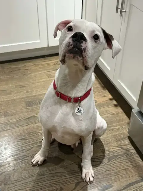 Bosco
