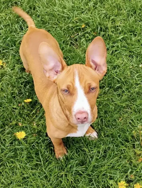 Rolo