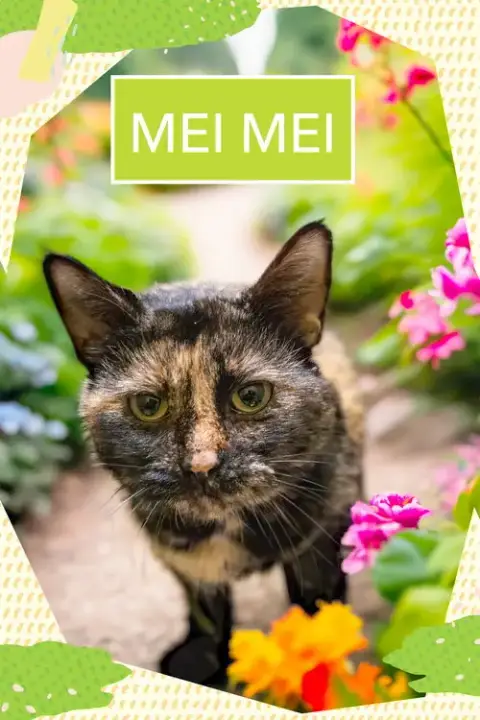 Mei Mei photo 2