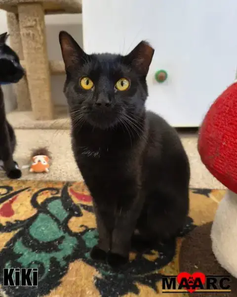 Kiki photo 2