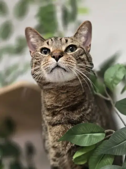 Sammy