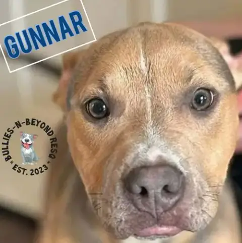 Gunnar photo 3