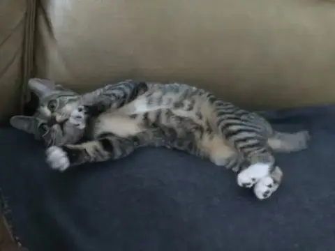 Pepper