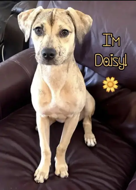 Daisy