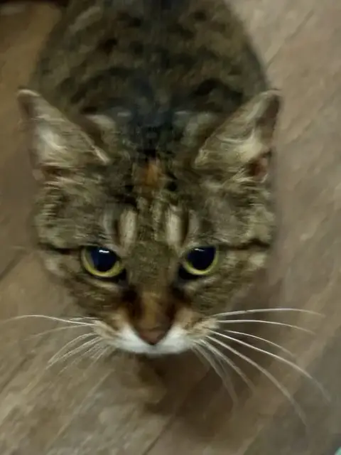 Tabbycat