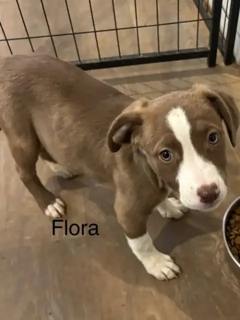 Flora