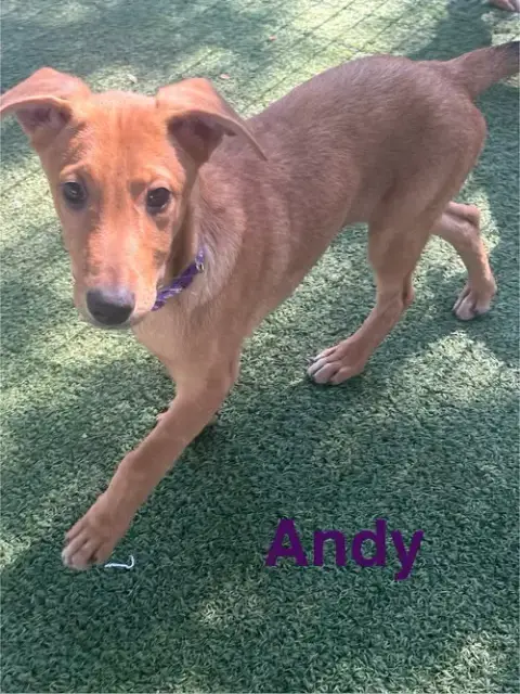 Andy photo 4