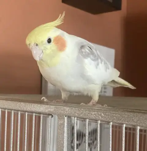 Peaches