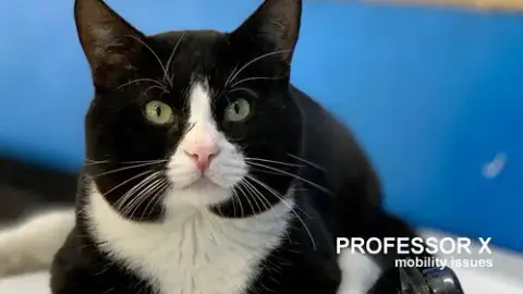 Professor