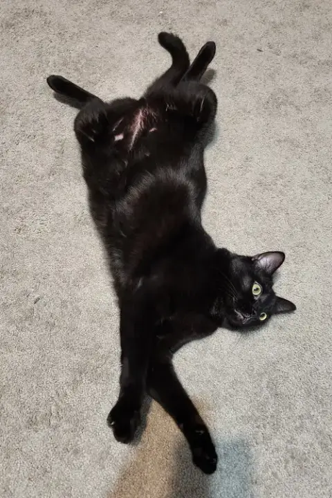 Bagheera photo 5
