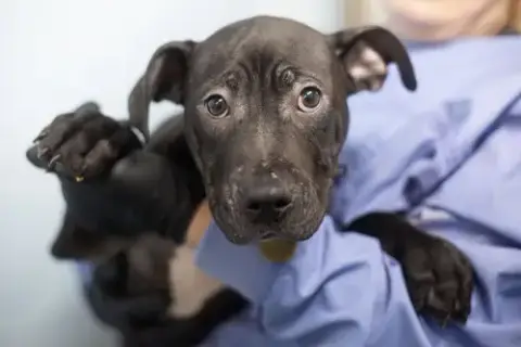 Sherlock Bones
