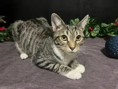 Lena
