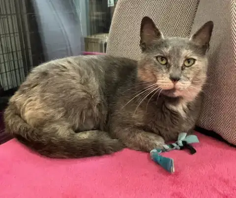 Portia