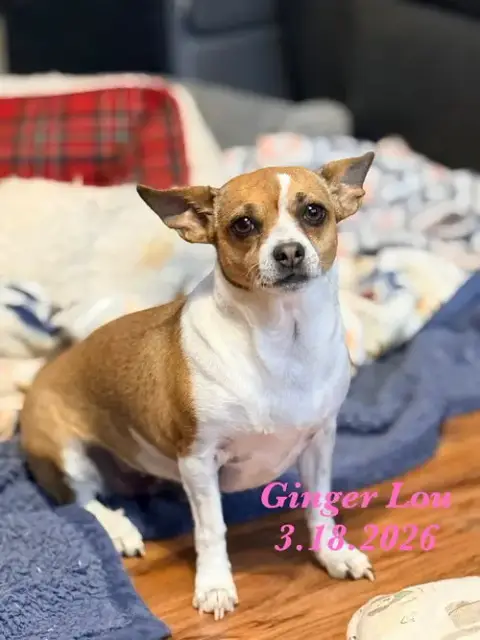 Ginger Lou