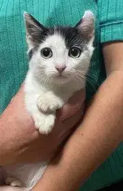 Calipurr photo 4