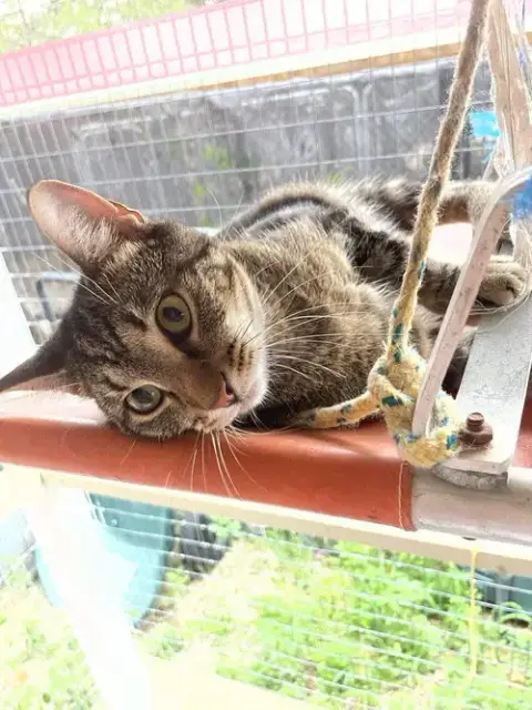 Tigger