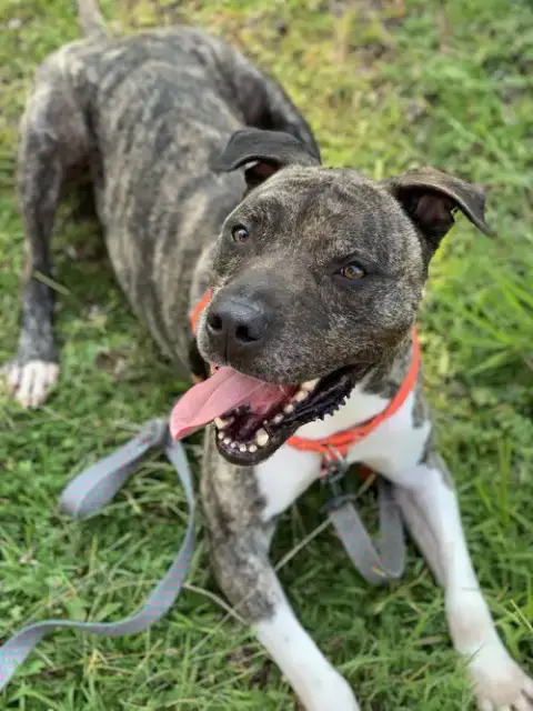 Hector *Foster Needed Too! photo 5