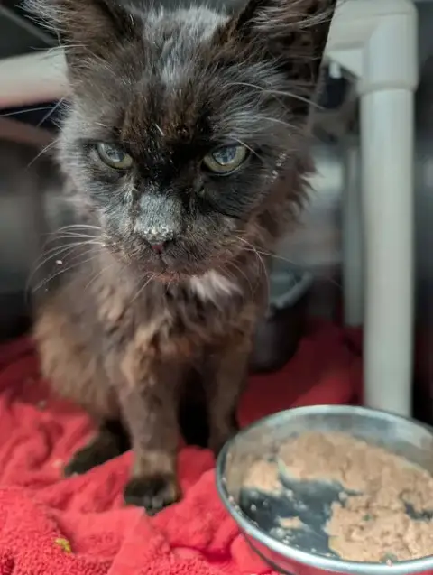 Doctor Fontaine: Not At The Shelter photo 3