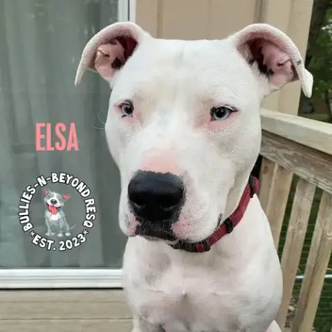 Elsa photo 4