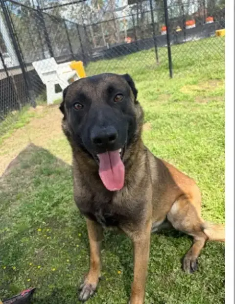 Meatball