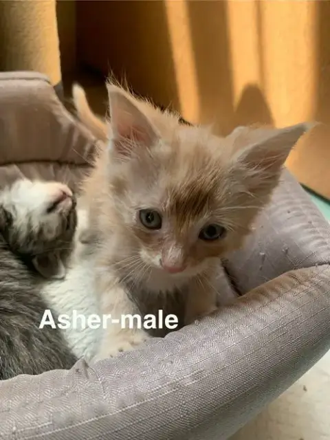 Asher